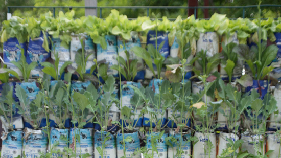 Seedlings waiting to be planted